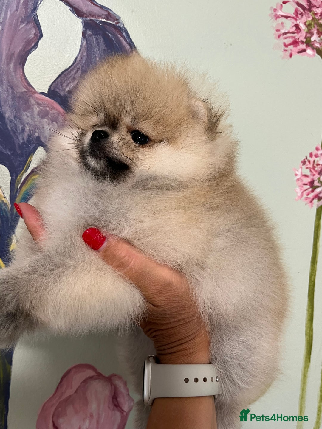 Pomeranian dogs for sale: Amazing Pom Puppies from Five Star breeder.  - Image 12