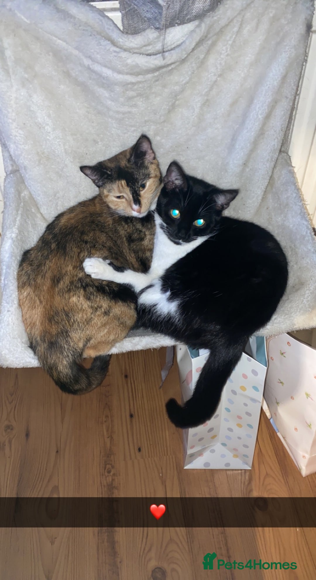 Mixed Breed cats for sale: Loving Indoor Cats Looking for a New Home 🐾 - Advert 1