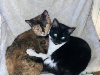 Mixed Breed cats Loving Indoor Cats Looking for a New Home 🐾 - Advert 2