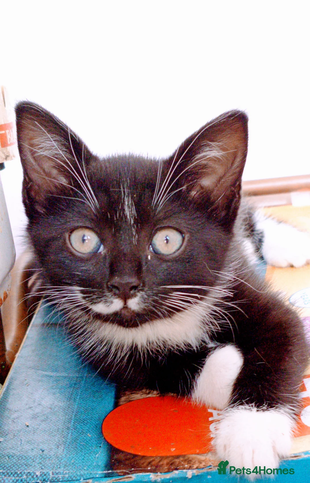 Mixed Breed cats for sale: Female kitten - Advert 3