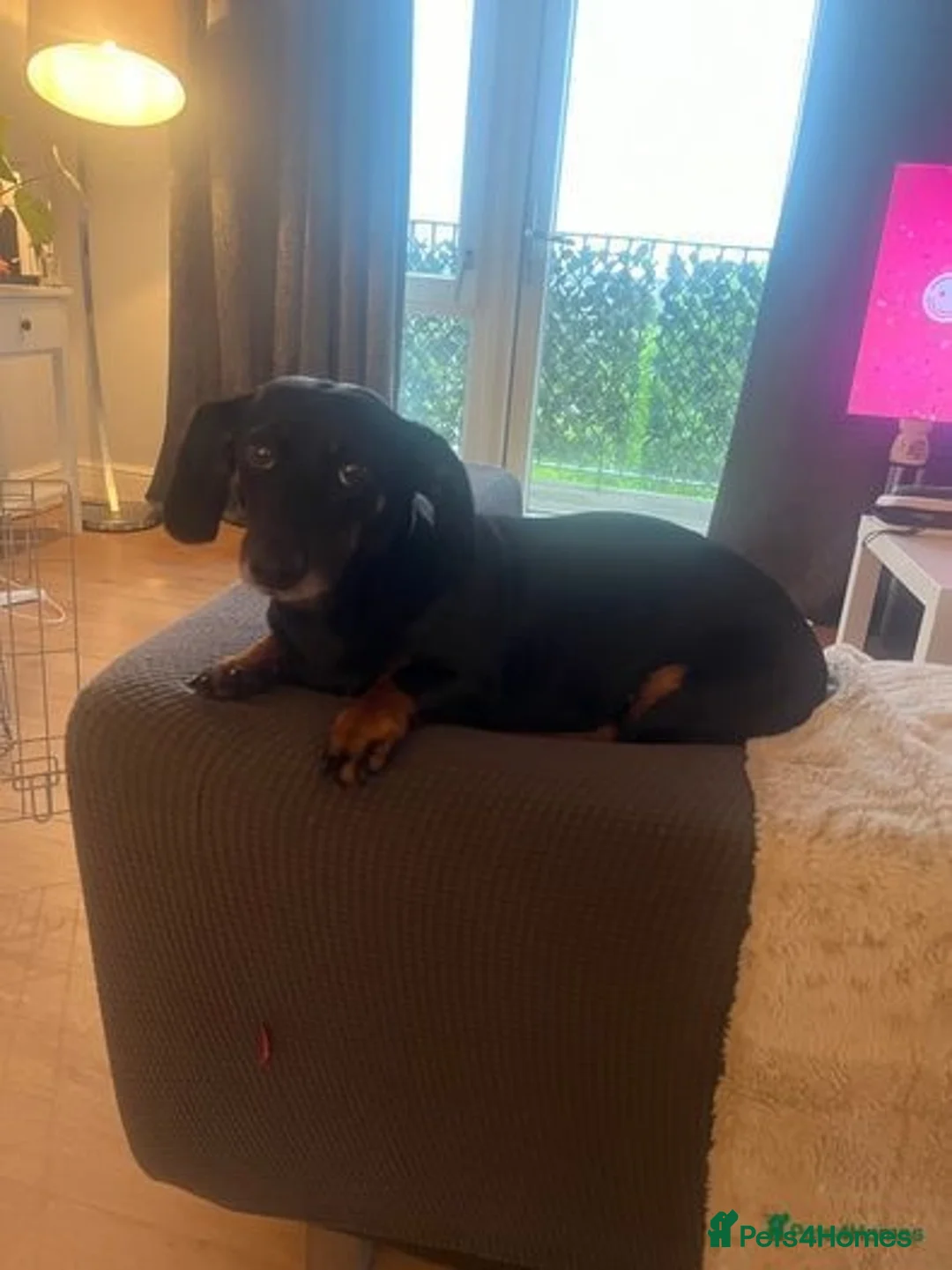 Dachshund dogs for sale: Minnie dachshund  - Advert 2