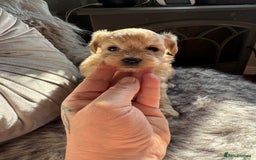 Maltipoo dogs for sale: TEDDY BEAR MALTIPOO PUPPIES  - Image 7