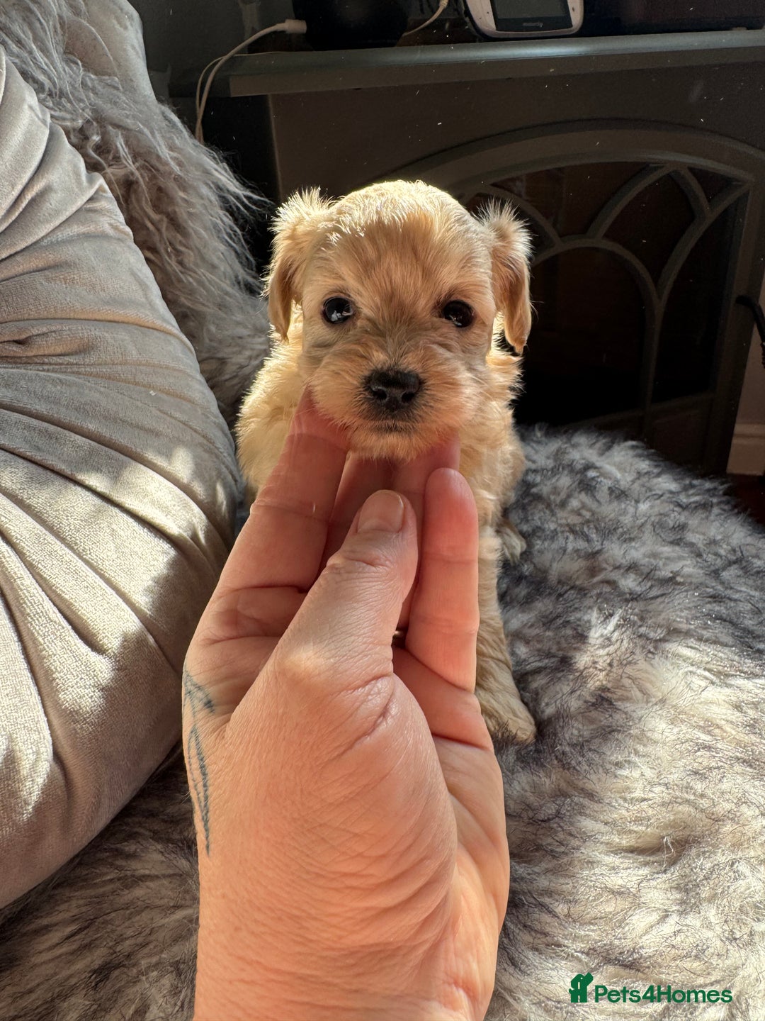 Maltipoo dogs for sale: TEDDY BEAR MALTIPOO PUPPIES  - Image 7