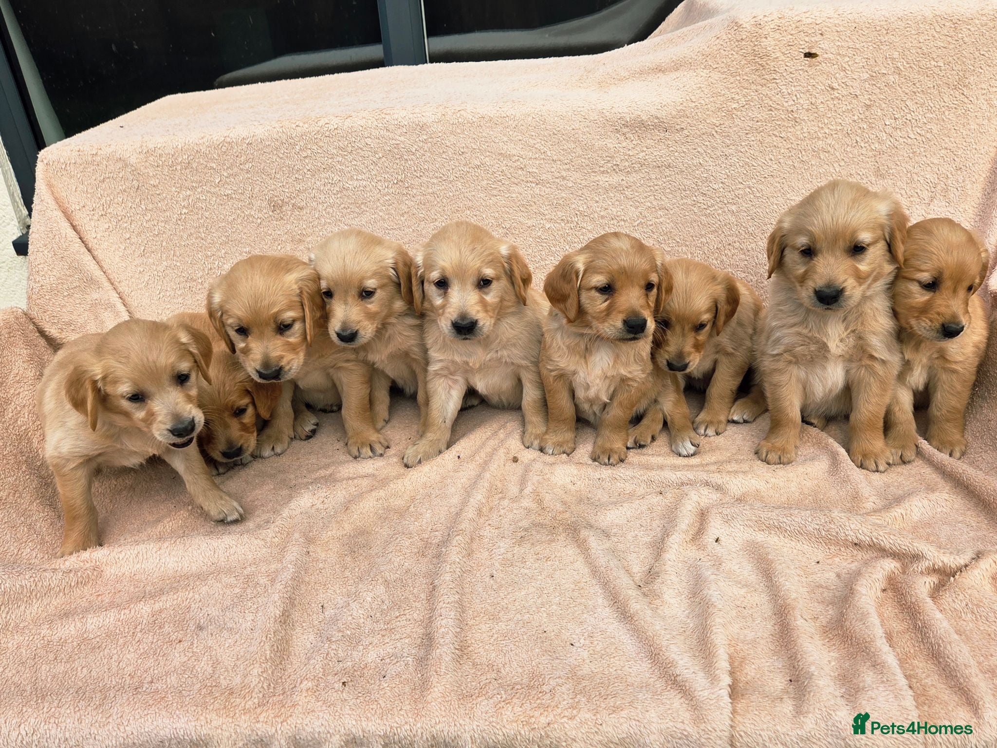 Golden Retriever dogs Extensively Health Tested Kc Reg Pups - Advert 1
