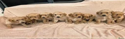 Golden Retriever dogs for sale: Extensively Health Tested Kc Reg Pups in Doncaster - Advert 27