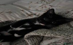 Mixed Breed cats for sale: 2 adorable boys READY TO GO - Image 5