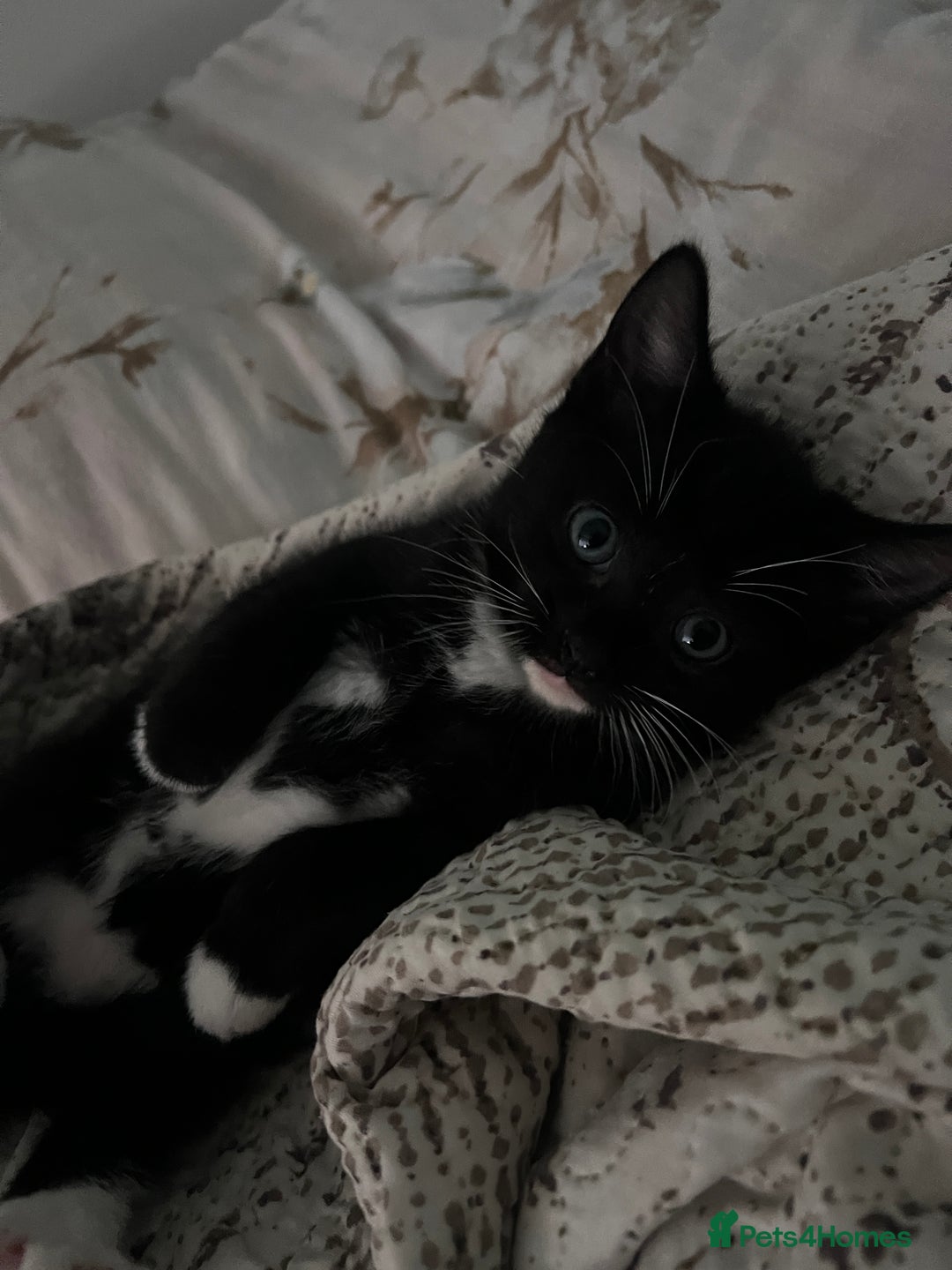 Mixed Breed cats for sale: 2 adorable boys READY TO GO - Image 5