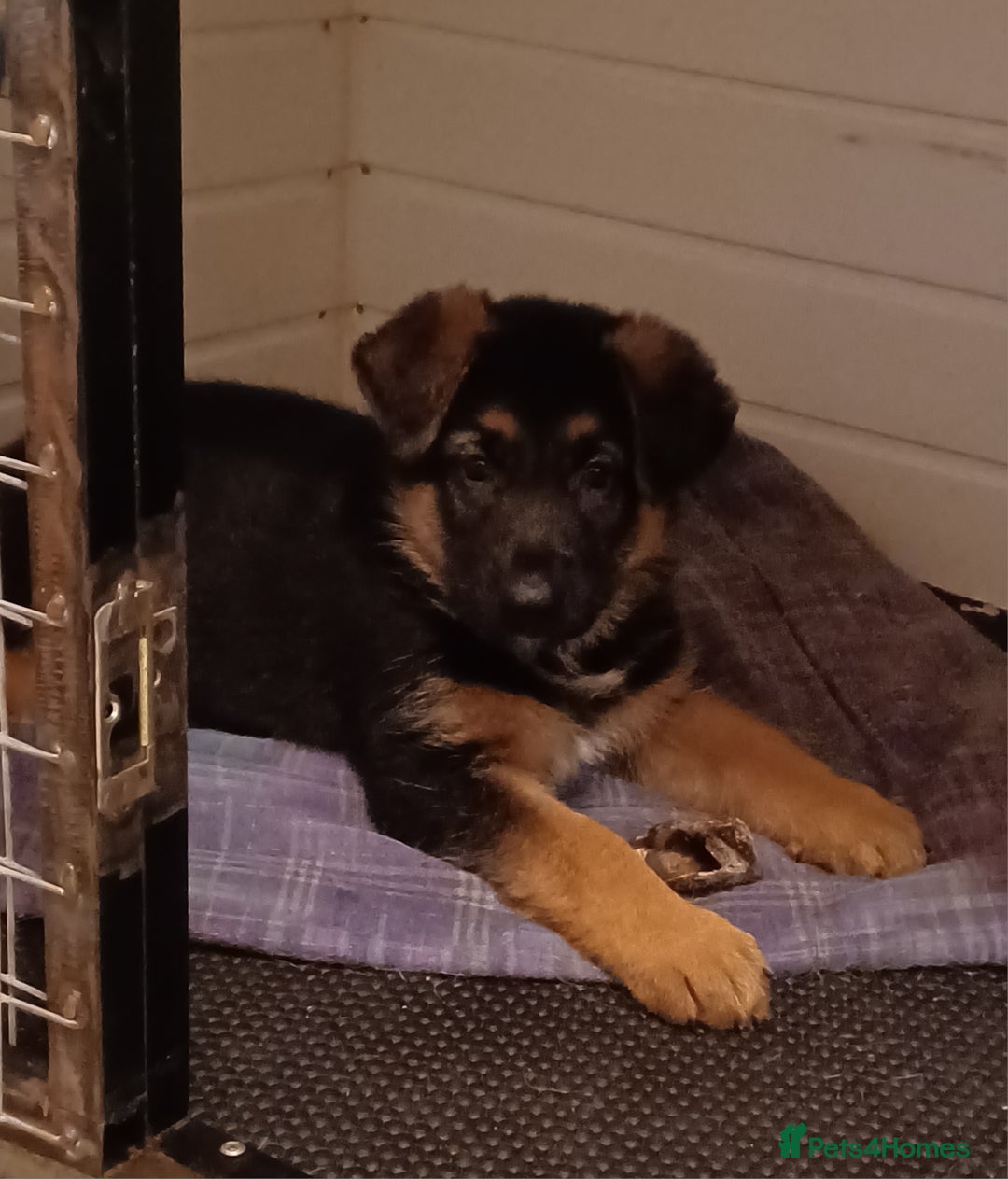 German Shepherd dogs for sale: 2 Beautiful Female German Shepherd Puppies - Image 4
