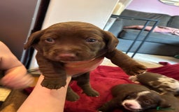 Mixed Breed dogs for sale: Dachshund puppies  - Image 4