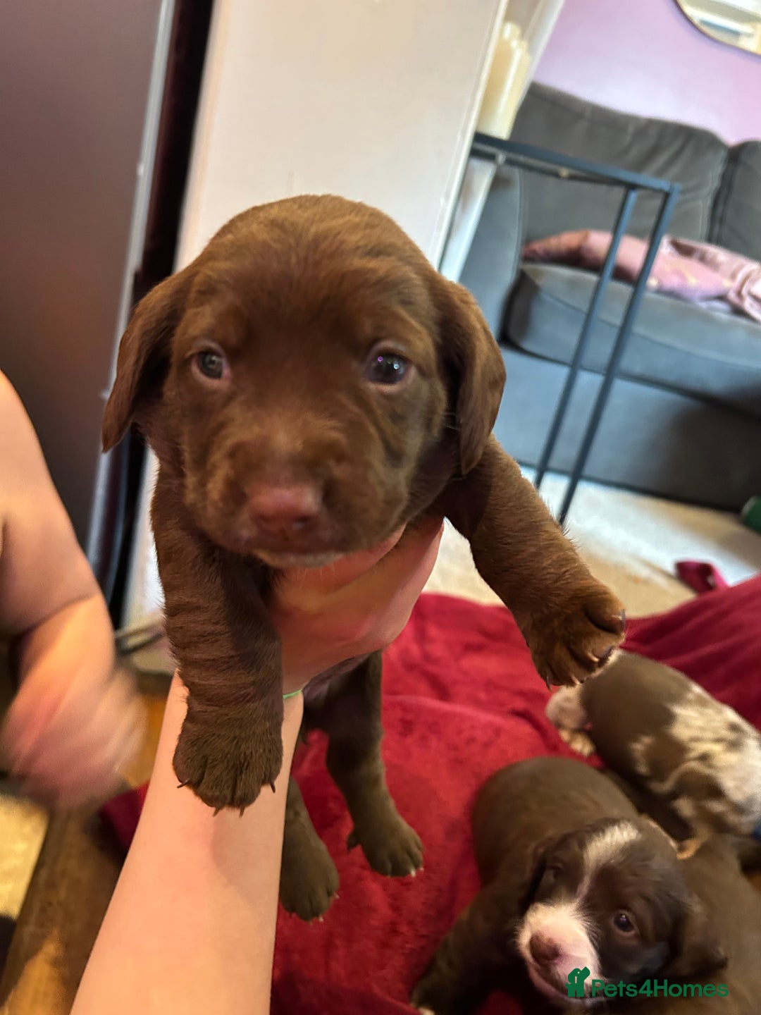 Mixed Breed dogs for sale: Dachshund puppies  - Image 4