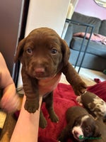 Mixed Breed dogs Dachshund puppies - Advert 1