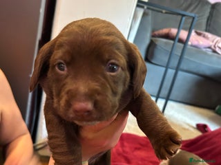 Mixed Breed dogs Dachshund puppies - Advert 5