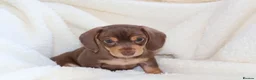 Miniature Dachshund dogs for sale: Miniature Dachshund  - Advert 5
