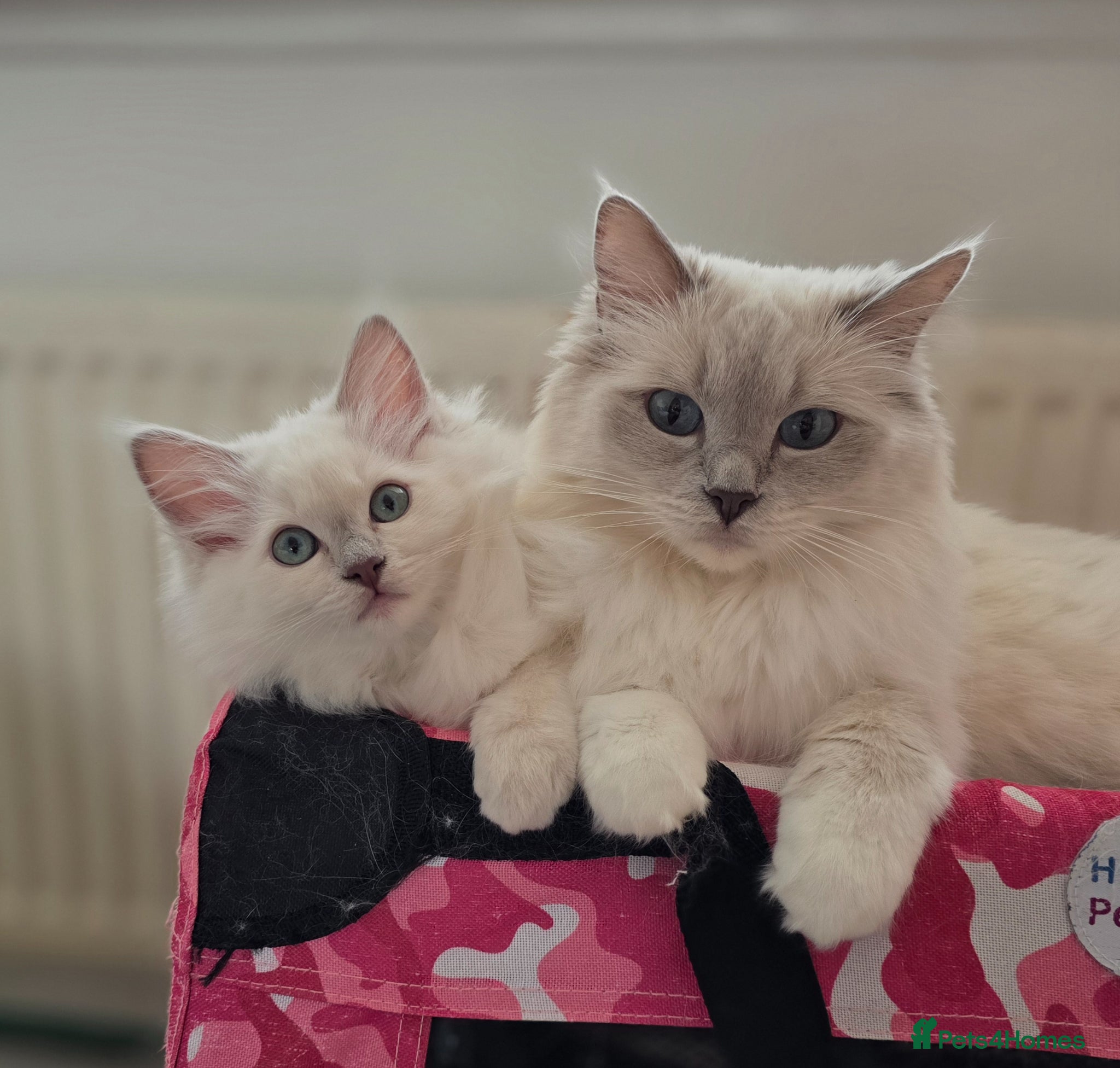 Ragdoll cats Introducing my litter of Cherubim Ragdolls - Advert 7