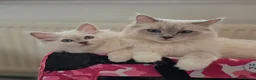 Ragdoll cats for sale: Introducing my litter of Cherubim Ragdolls in Newport-on-Tay - Advert 1