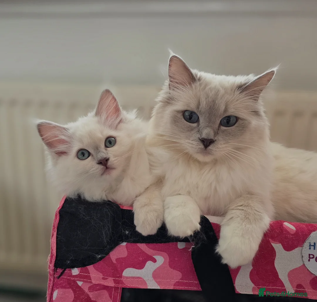 Ragdoll cats for sale: Introducing my litter of Cherubim Ragdolls in Newport-on-Tay - Advert 1