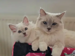 Ragdoll cats Introducing my litter of Cherubim Ragdolls - Advert 1
