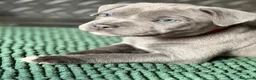 Staffordshire Bull Terrier dogs for sale: KC Registered Blue & Lilac Staffy Puppies 🐾 - Advert 1