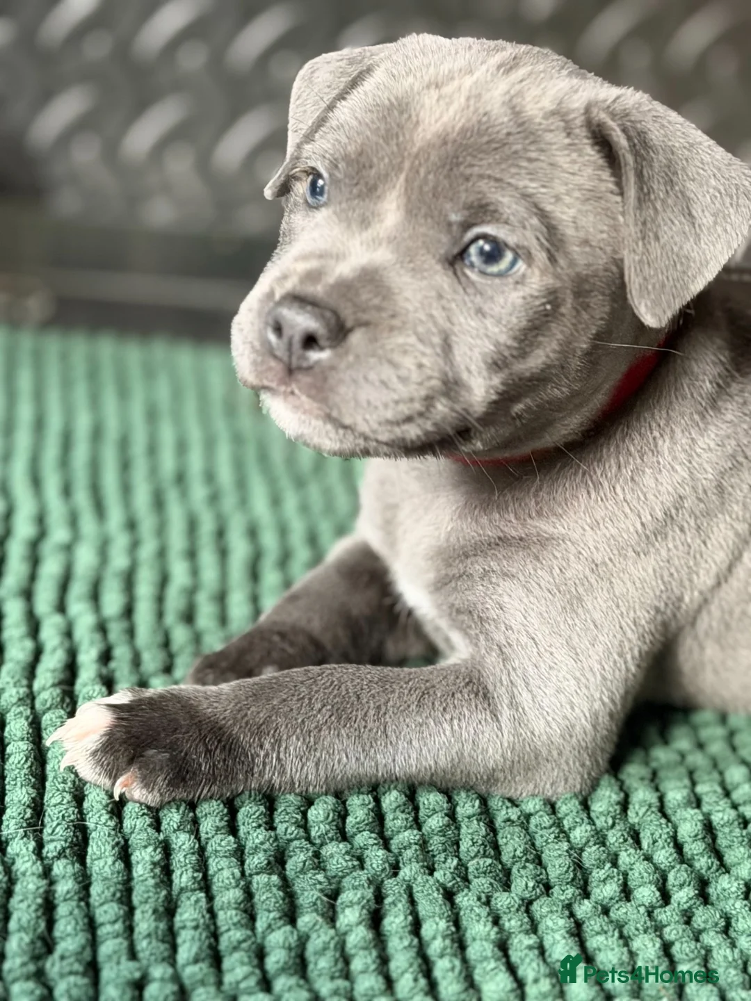 Staffordshire Bull Terrier dogs for sale: KC Registered Blue & Lilac Staffy Puppies 🐾 - Advert 1