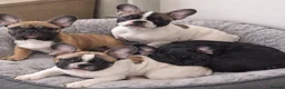 French Bulldog dogs for sale: 🐾 French bulldog puppies lookin for forever home - Advert 1