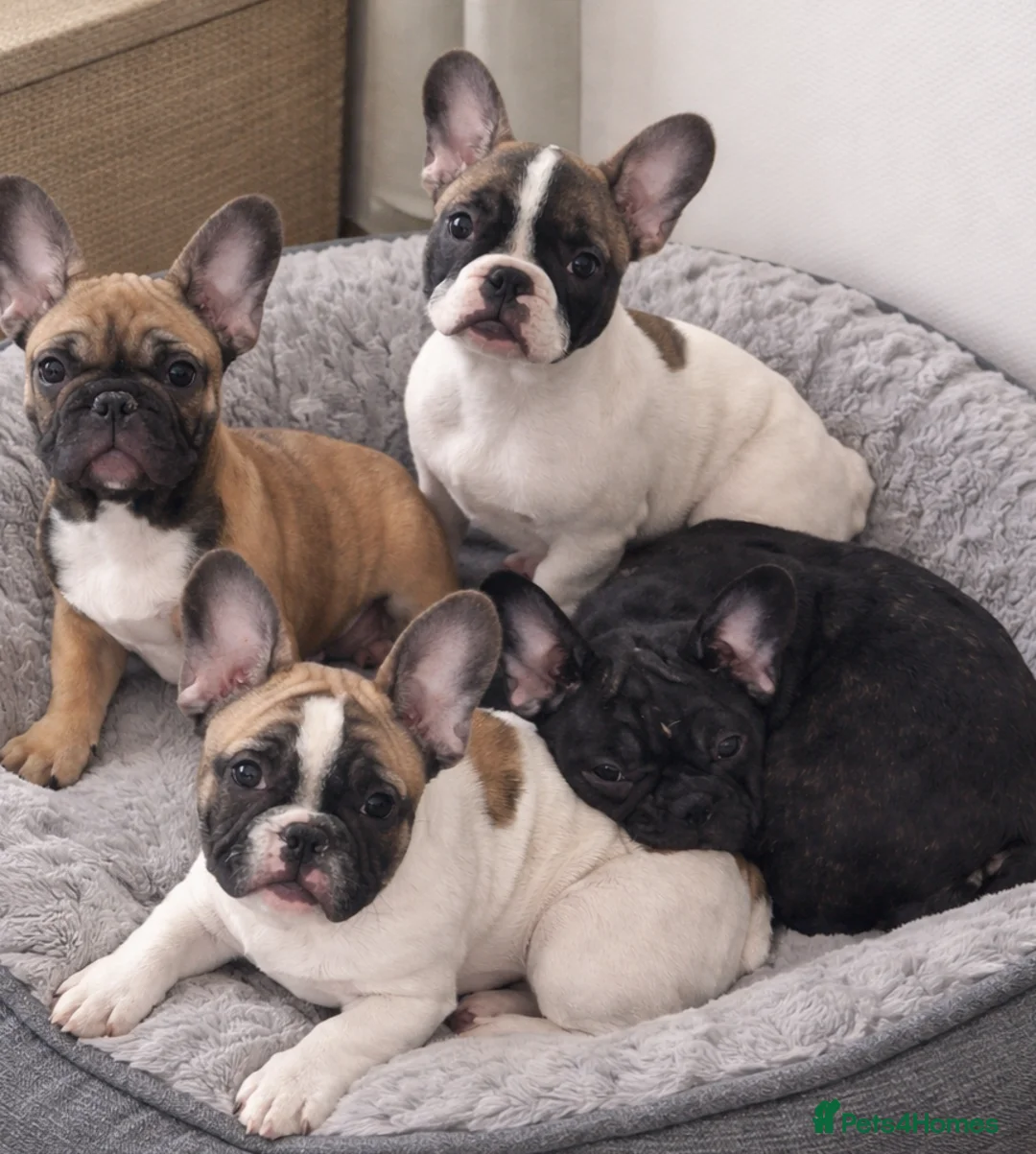 French Bulldog dogs for sale: 🐾 French bulldog puppies lookin for forever home - Advert 1