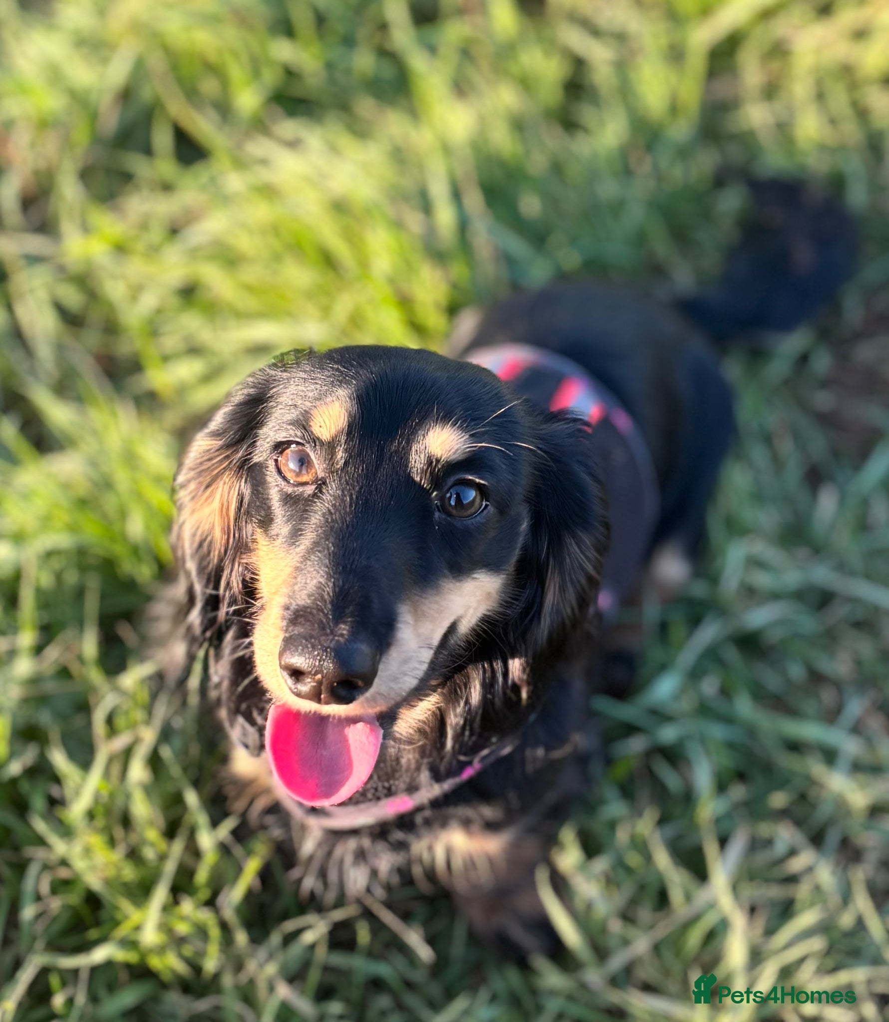Dachshund dogs for stud: Long haired dachshund for stud  - Advert 2