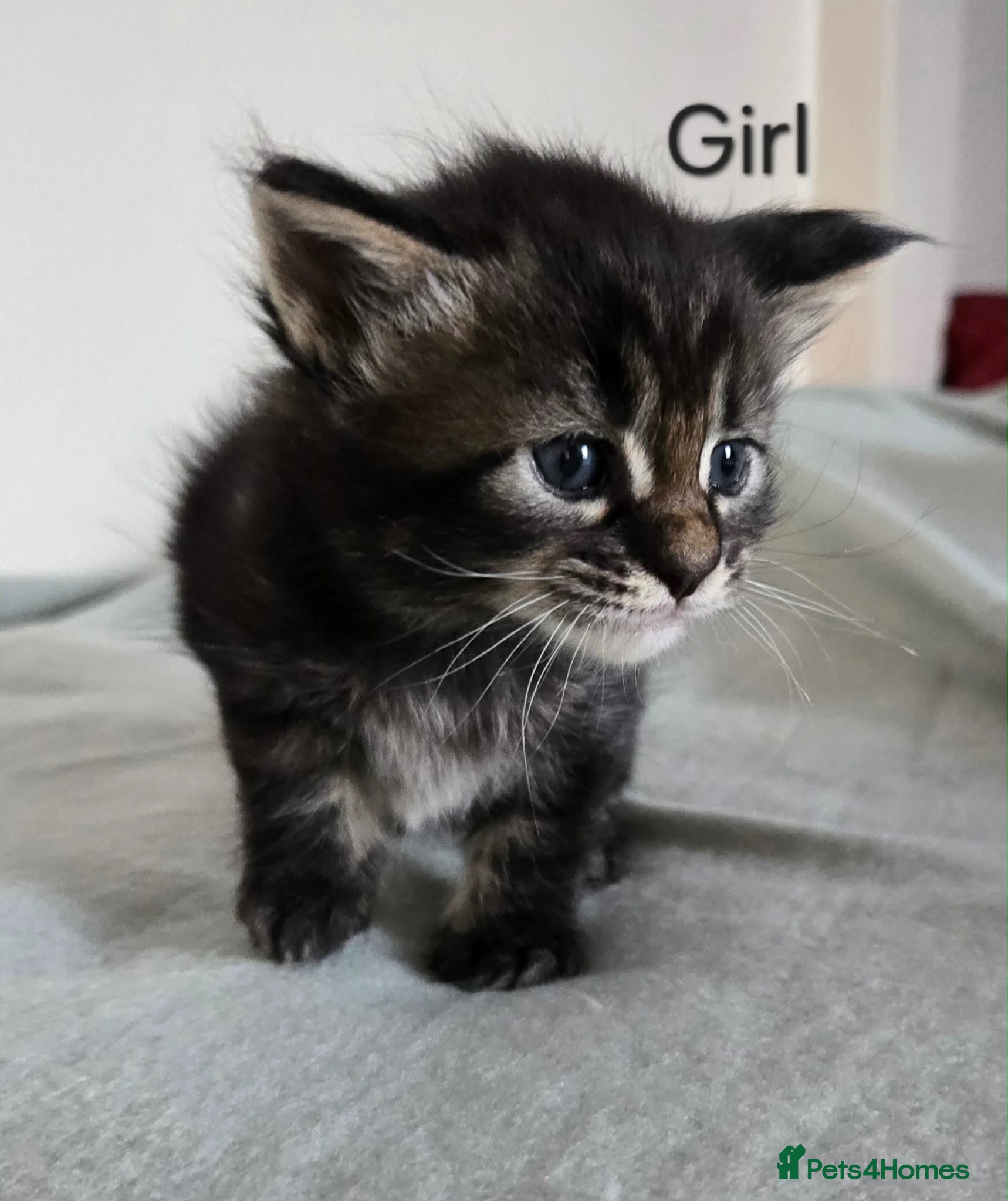 Maine Coon cats 6 TICA registered Maine Coon kittens. - Advert 2