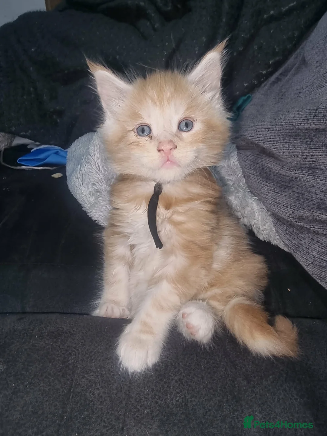 Maine Coon cats for sale: Stunning mainecoon kittens available  - Advert 7
