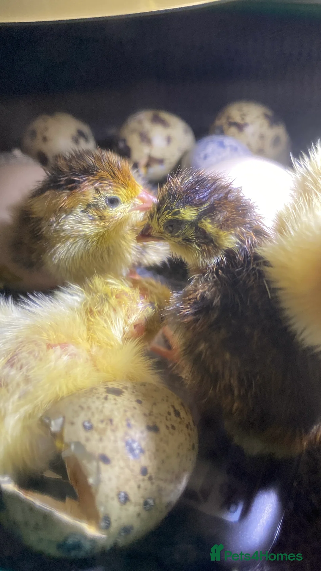 Quail poultry for sale: Mixed quail week old  - Advert 4