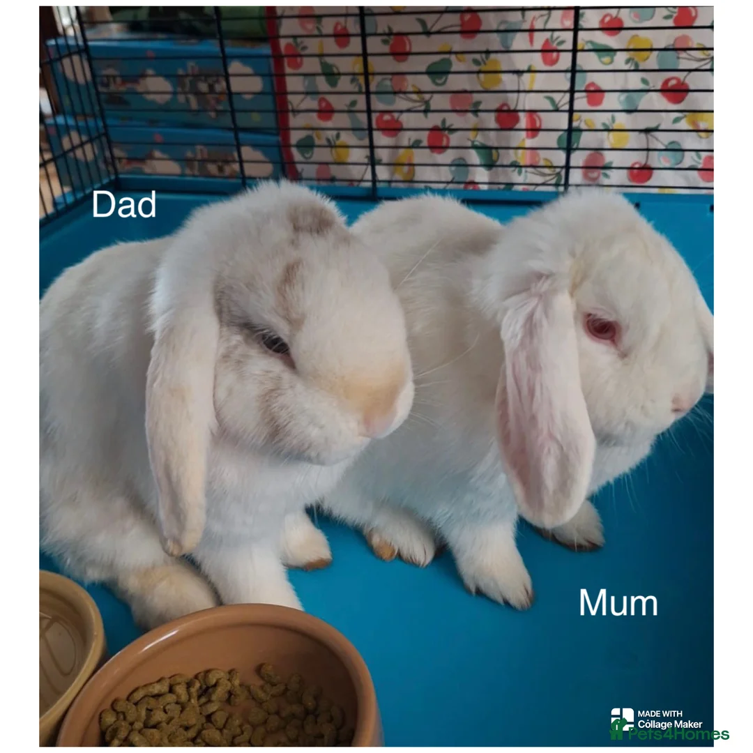 Mini Lop rabbits for sale: Albino Minilops - Advert 6