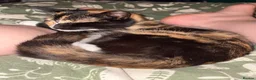 Mixed Breed cats for sale: 2 year old female  - Advert 11