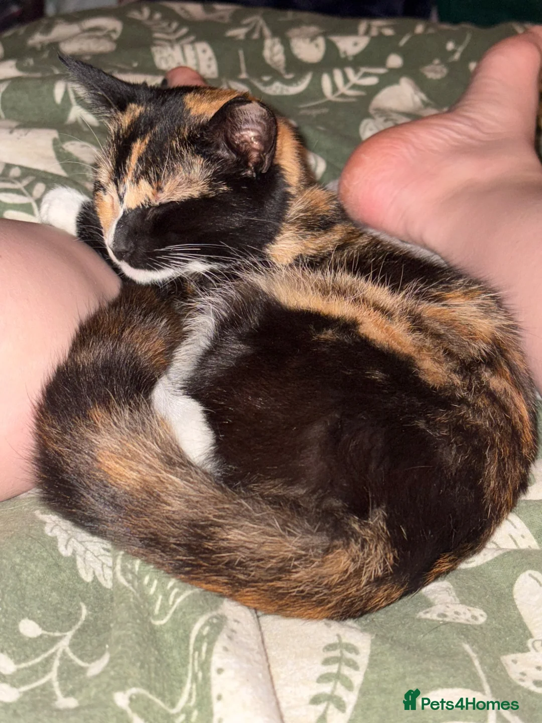 Mixed Breed cats for sale: 2 year old female  - Advert 11