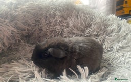 Guinea Pig rodents for sale: Guinea pigs  - Image 8