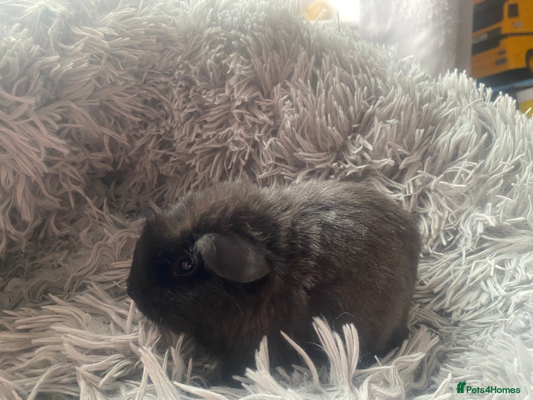 Guinea Pig rodents for sale: Guinea pigs  - Image 8