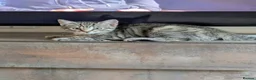Bengal cats for sale: Bengal x American Mainecoon Kittens - READY TO GO - Advert 4