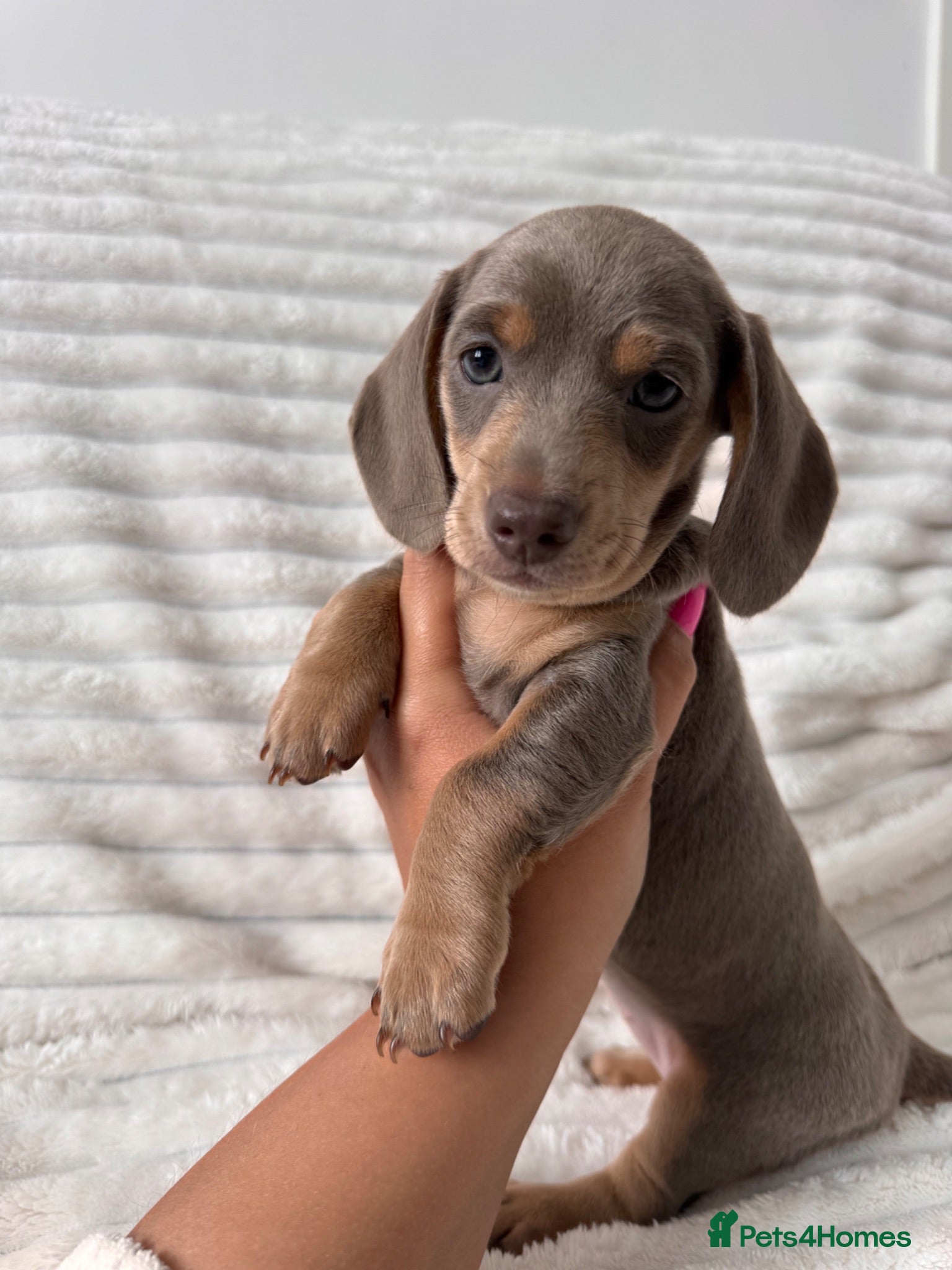 Miniature Dachshund dogs 4 Beautiful Dachshund Puppies - Advert 1