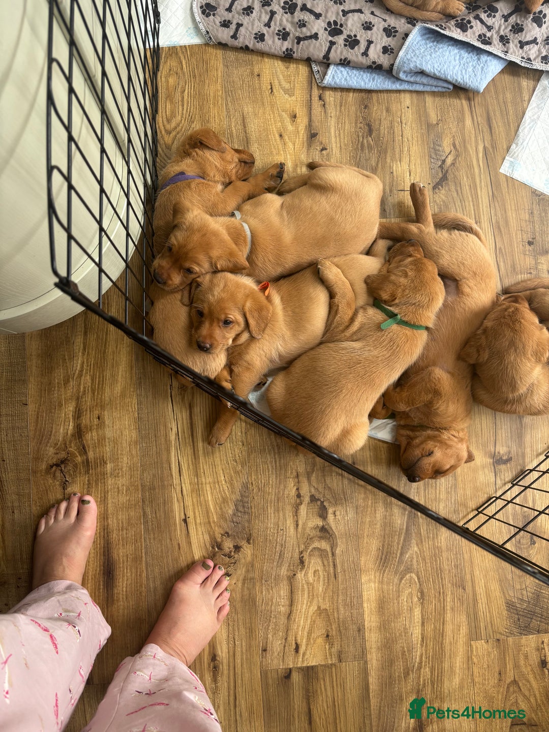 Labrador Retriever dogs for sale: Gorgeous Red Labrador Pups - Image 2