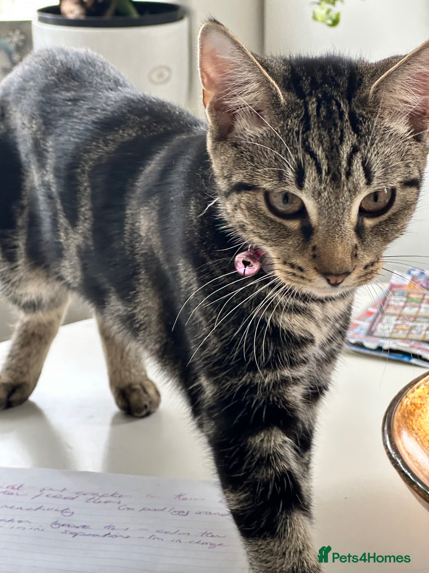 Mixed Breed cats Absolutely gorgeous female kitten for sale - Advert 14