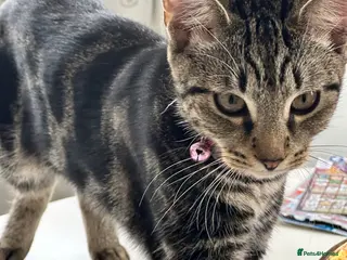 Mixed Breed cats Absolutely gorgeous female kitten for sale - Advert 1
