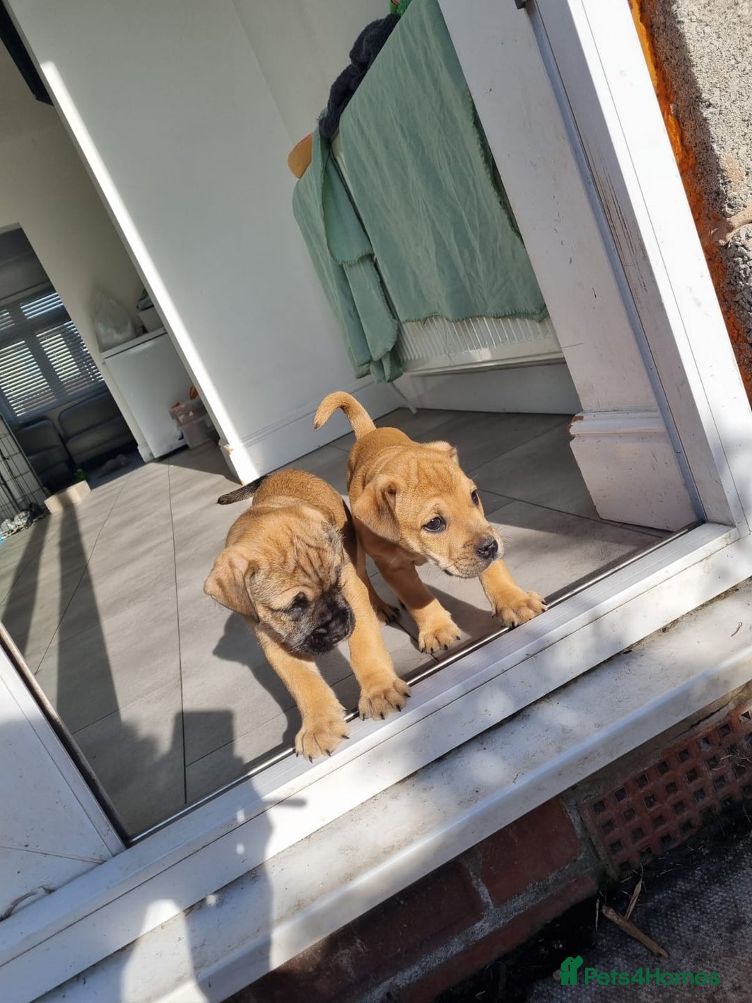 Mixed Breed dogs for sale: 2 Beautiful girl puppies  - Image 3