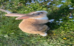 English Lop rabbits for sale: English lop for sale in Egham - Advert 4