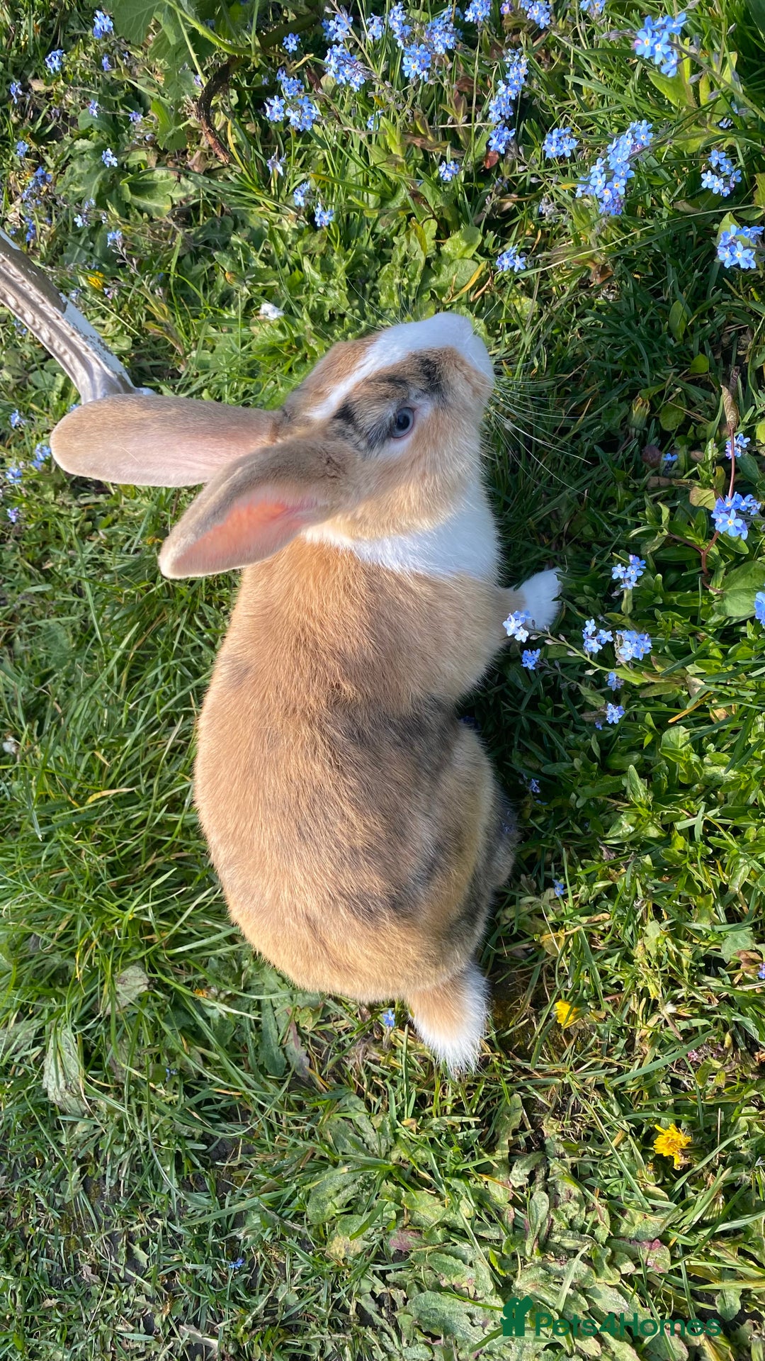 English Lop rabbits for sale: English lop for sale in Egham - Advert 4