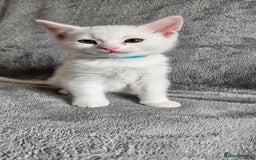 Mixed Breed cats for sale: Scottish straight cross kittens - Image 2