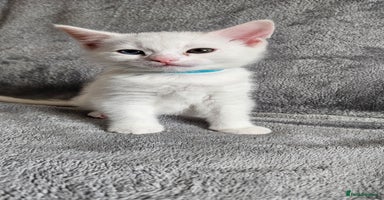 Mixed Breed cats - Advert 9