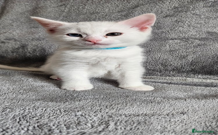 Mixed Breed cats - Advert 9