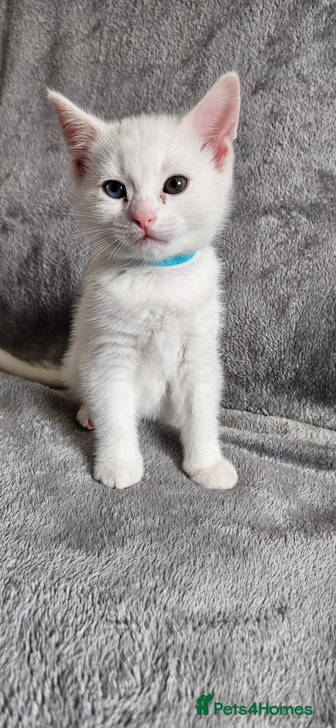 Mixed Breed cats for sale: Scottish straight cross kittens - Image 2