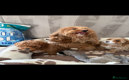 Maltipoo dogs for sale: Toy Maltipoo puppies for sale - Image 5