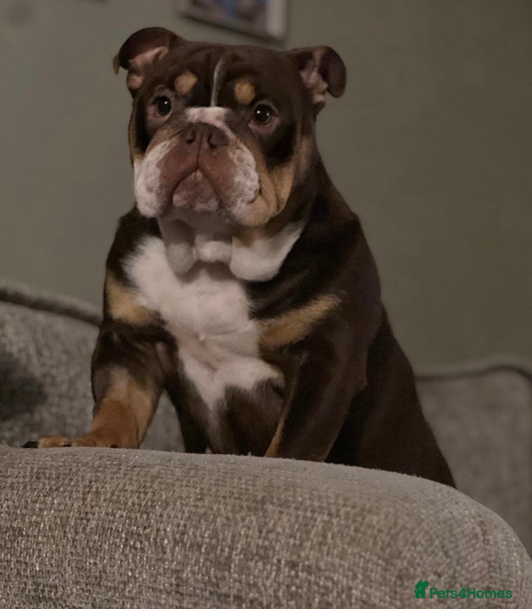 English Bulldog dogs for sale: Female English bulldog 2yr old  - Advert 1