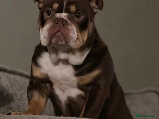 English Bulldog dogs Female English bulldog 2yr old - Advert 1