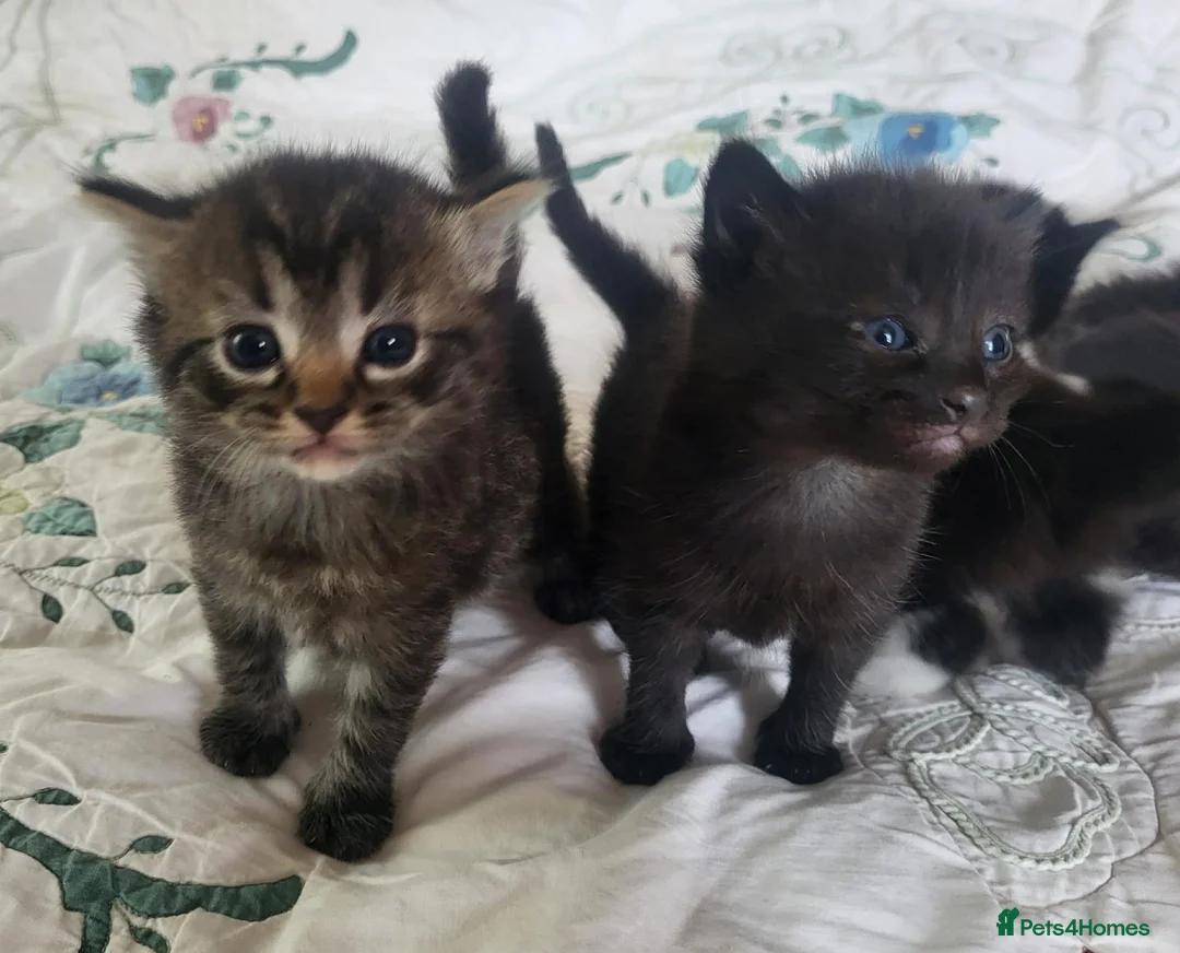 Mixed Breed cats for sale: Adorable and playful kittens - Advert 2